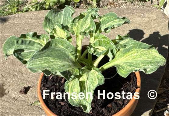 Hosta Hanjas Crazy Mouse